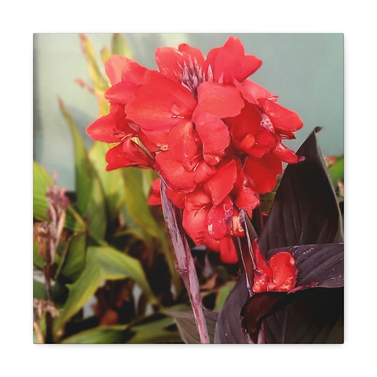 Red Canna | High Bloom Collection | Wall Art Print | Life By Ortavia