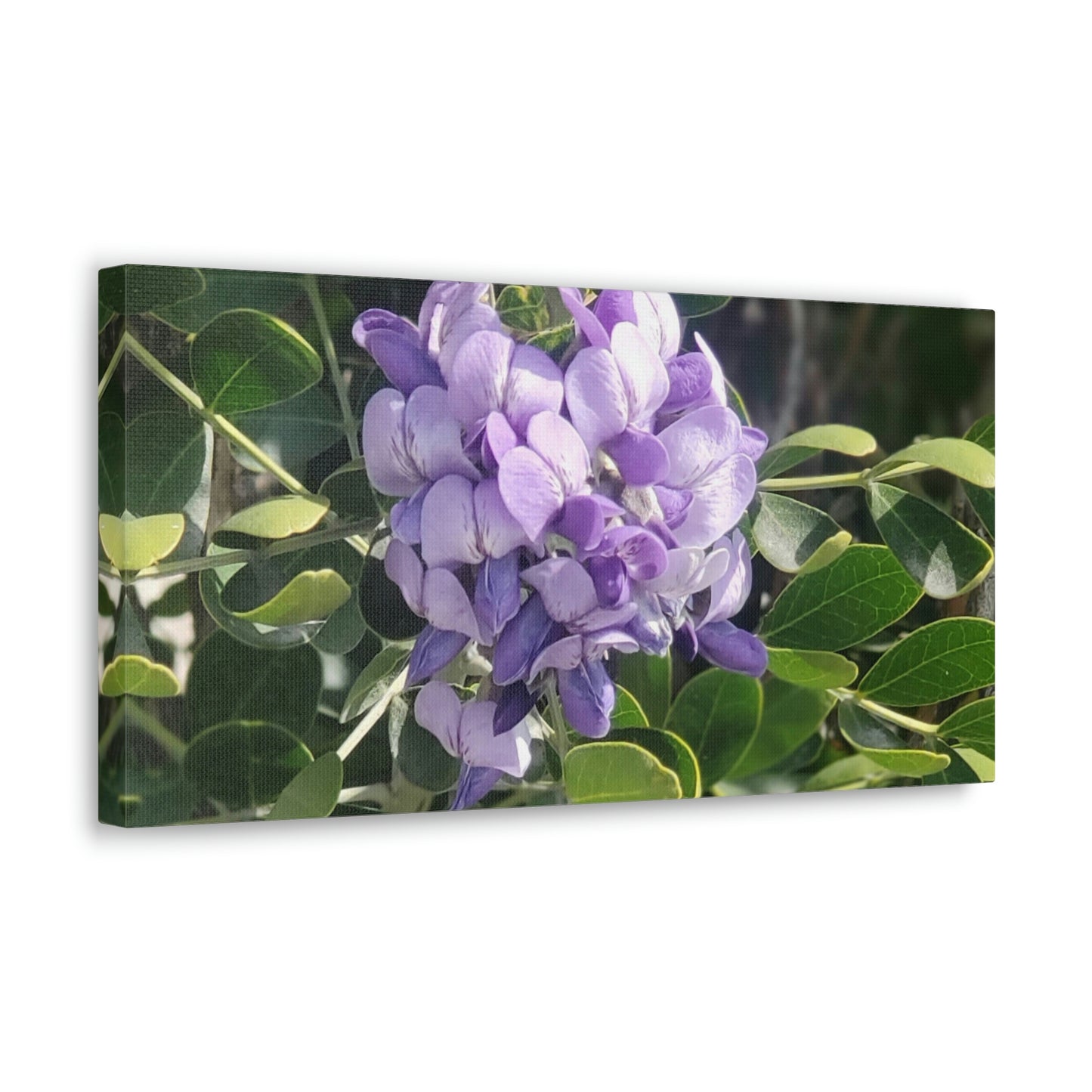 Purple Texas Mountain Laurel | Wall Art Canvas