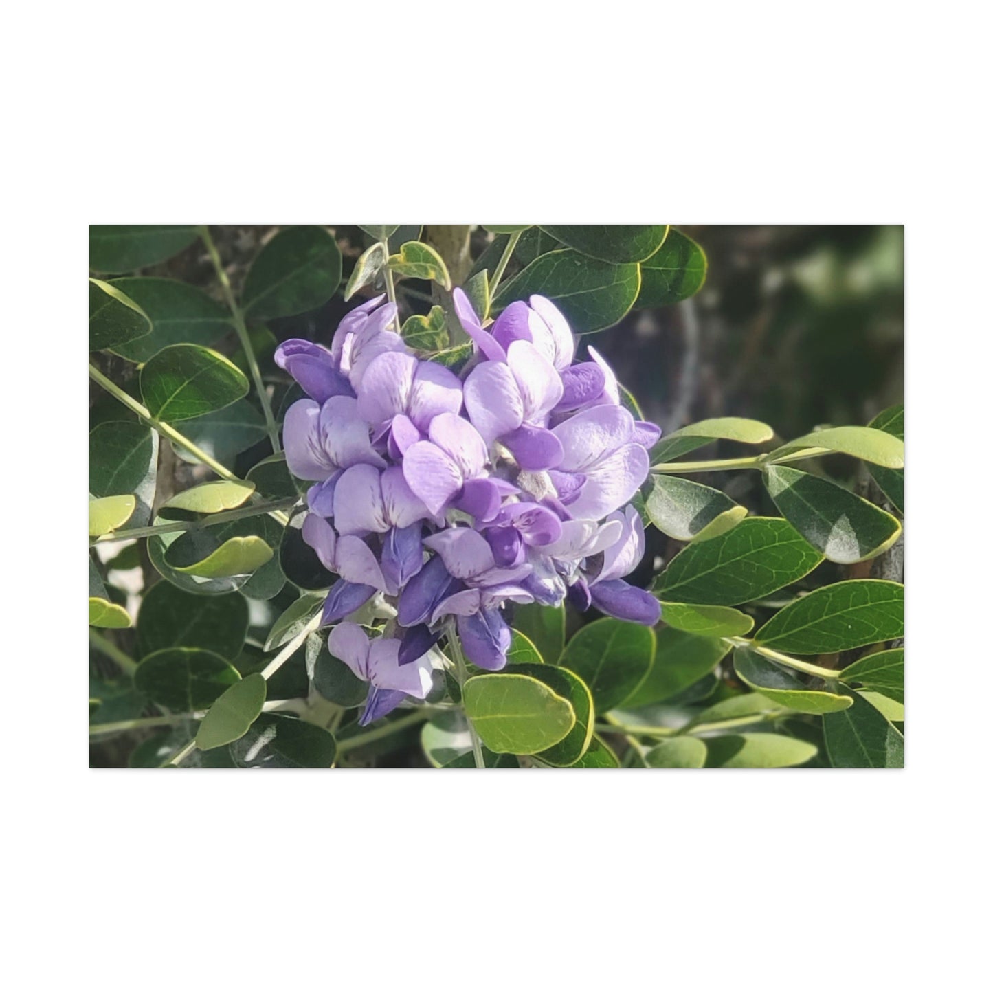 Purple Texas Mountain Laurel | Wall Art Canvas