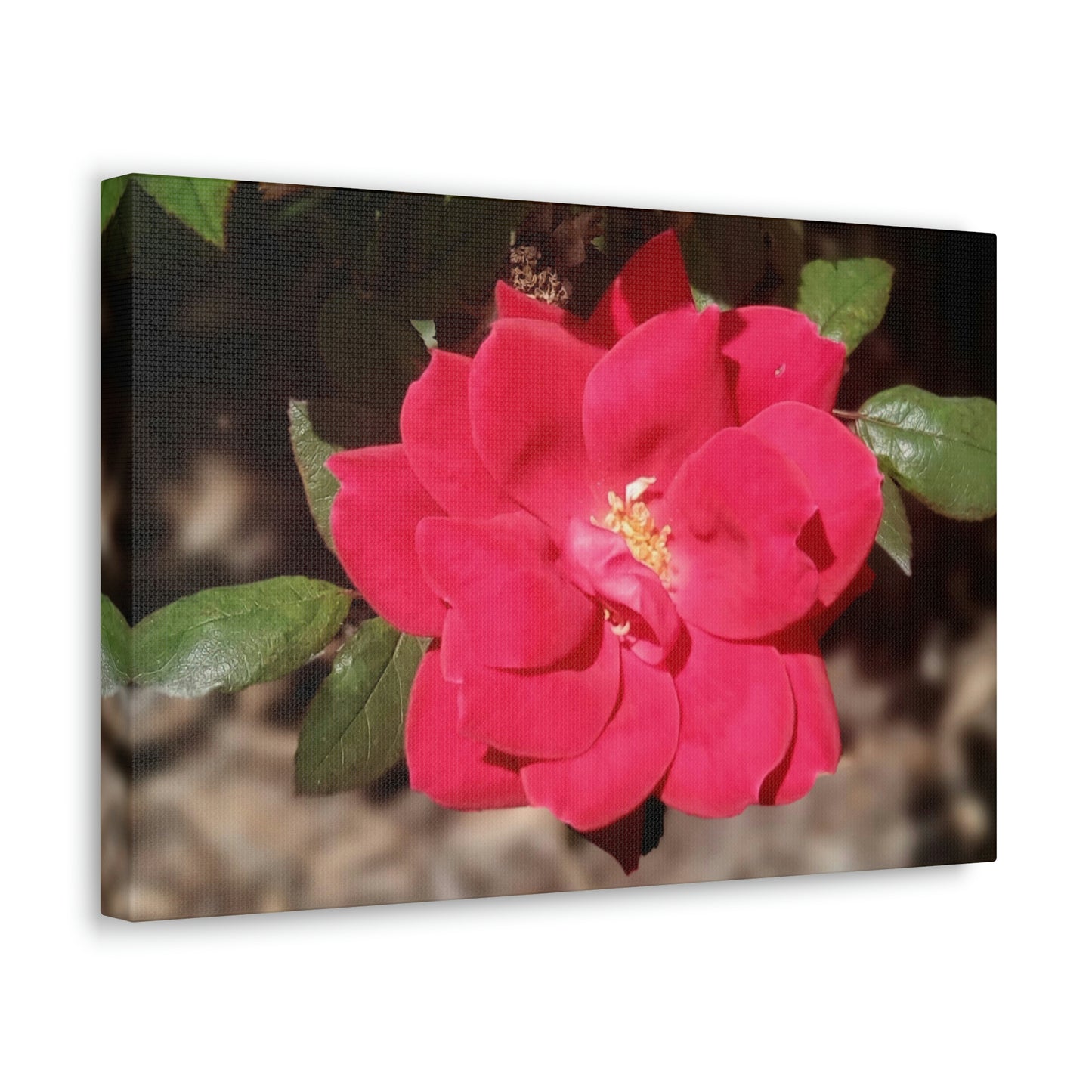 Knockout | Wall Art Print | High Bloom Collection | Life By Ortavia