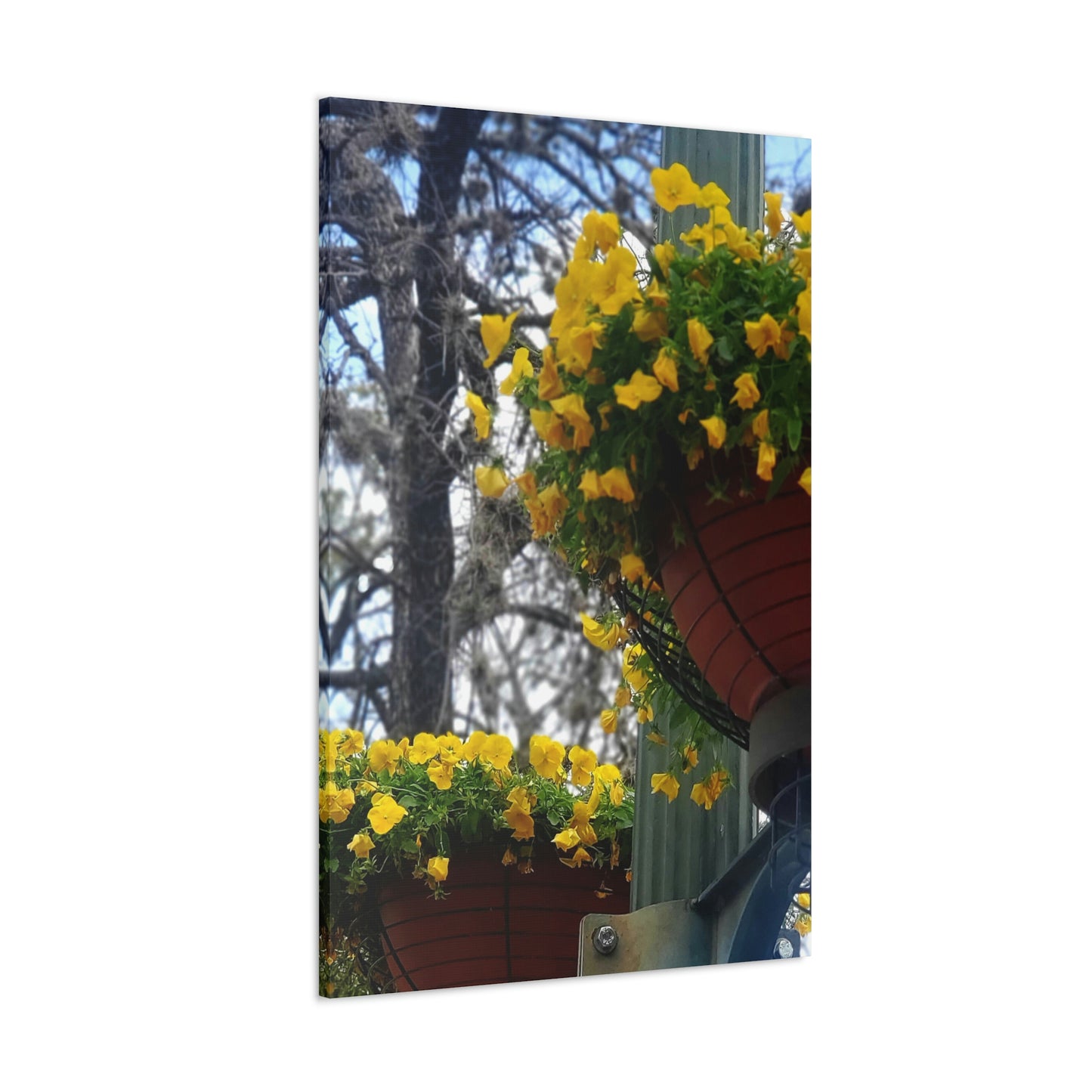 Yellow Pansies Downtown | Wall Art Canvas | High Bloom Collection | Life By Ortavia