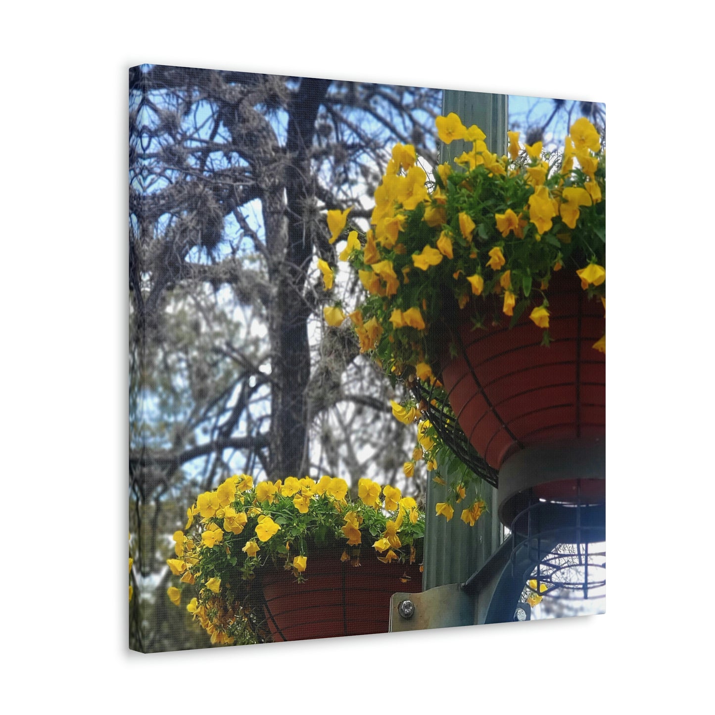 Yellow Pansies Downtown | Wall Art Canvas | High Bloom Collection | Life By Ortavia