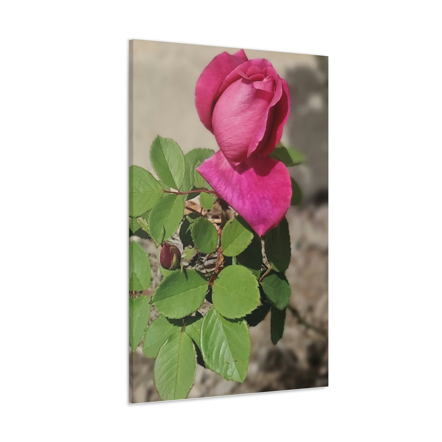 Dear Pink Rosa | High Bloom Collection | Canvas | Life By Ortavia