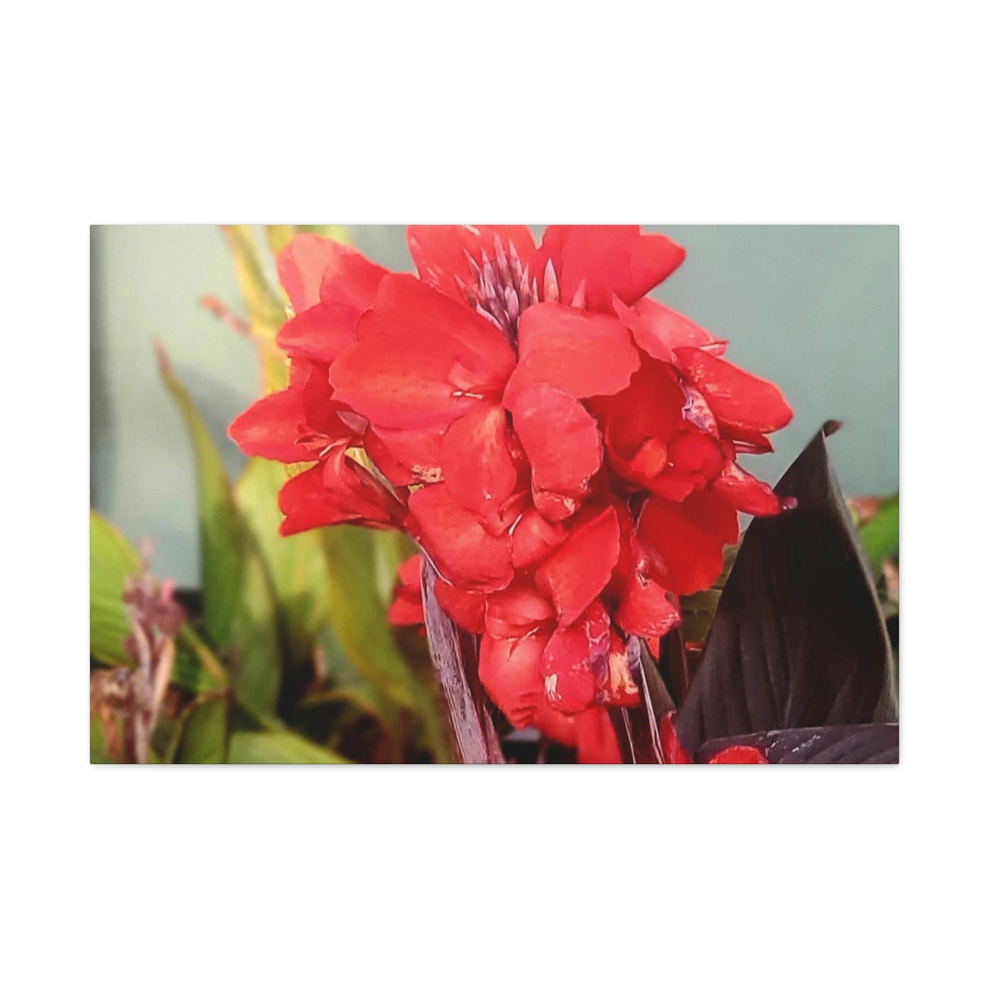 Red Canna | High Bloom Collection | Wall Art Print | Life By Ortavia
