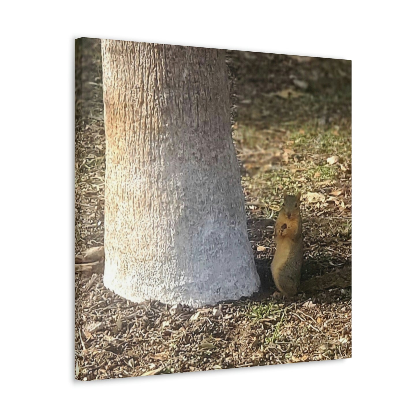 Squirrel and A Nut | Wall Art Print | Urban Geographic Collection | Life By Ortavia