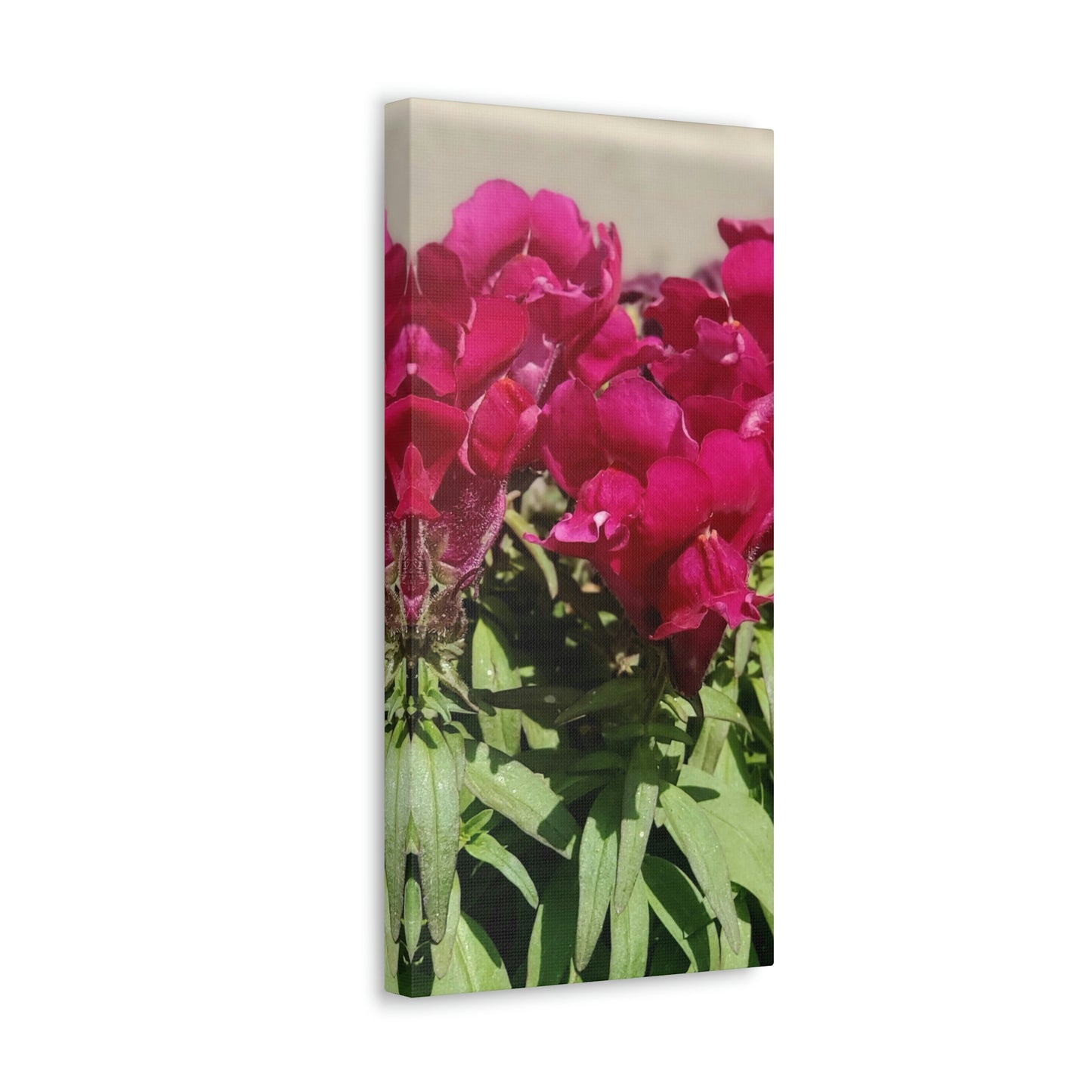 Magenta Snapdragon | Wall Art Canvas | High Bloom Collection | Life By Ortavia