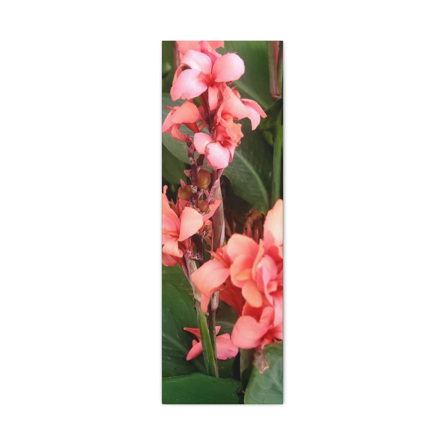 Art Prints & Wall Art, Canvas Gallery with Pink Canna Flower