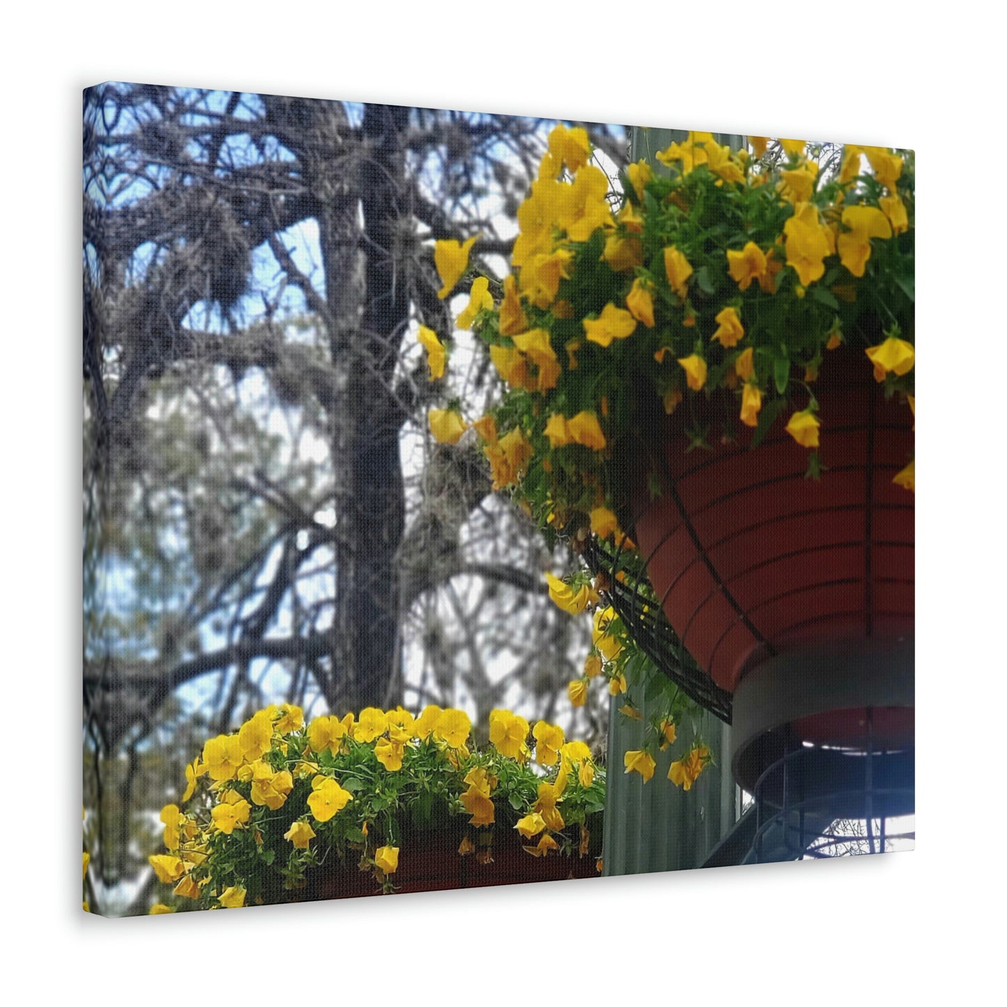 Yellow Pansies Downtown | Wall Art Canvas | High Bloom Collection | Life By Ortavia
