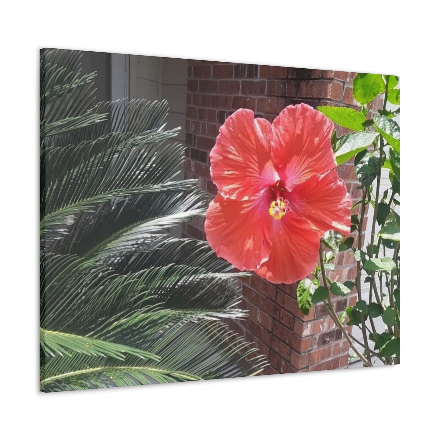 Art Prints & Wall Art, Gallery Canvas with Peach Hibiscus Flower