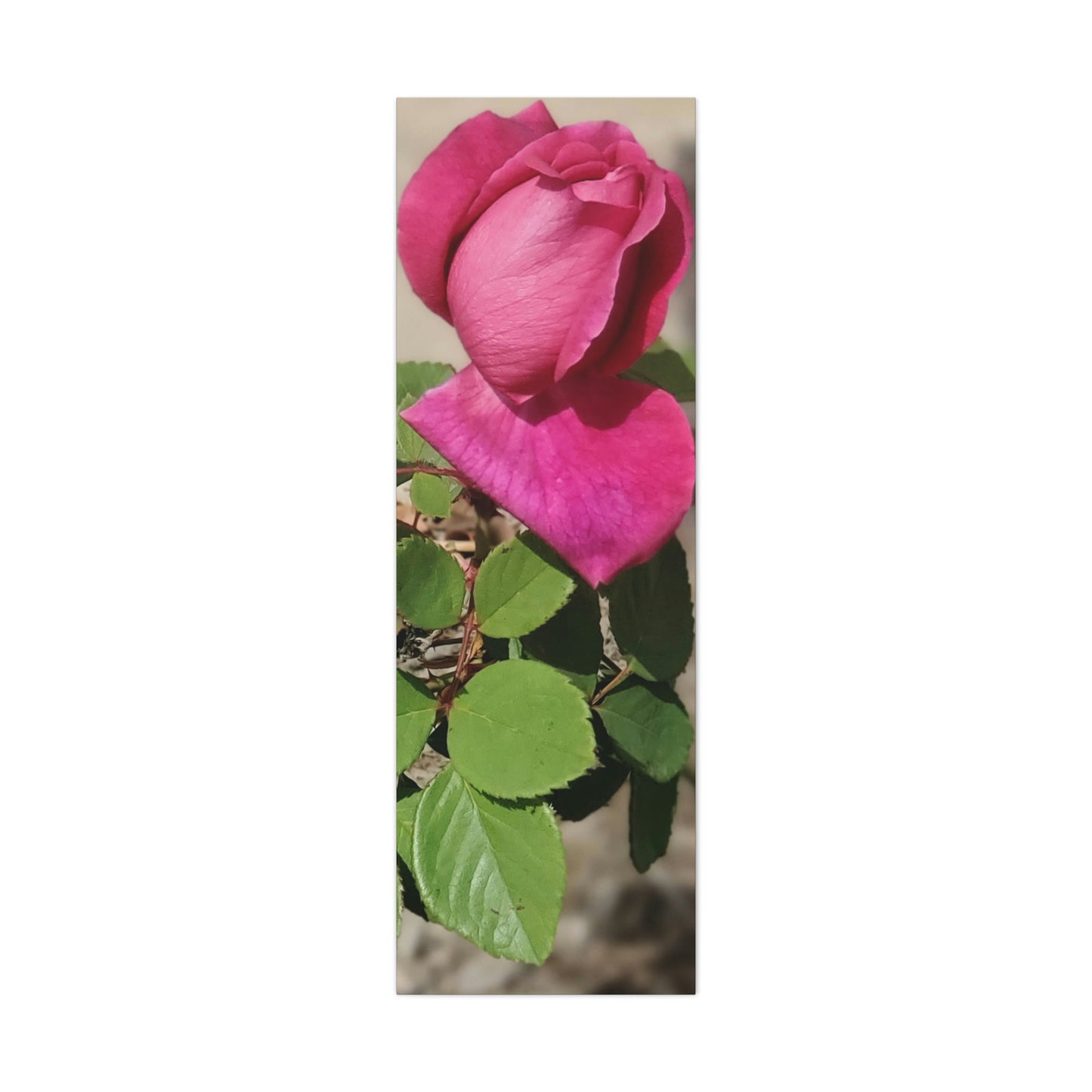 Dear Pink Rosa | High Bloom Collection | Canvas | Life By Ortavia