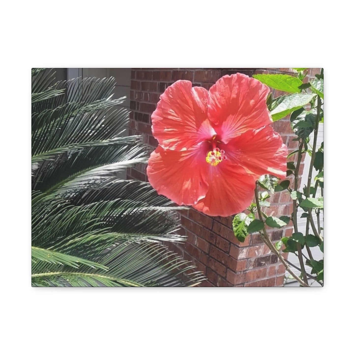 Art Prints & Wall Art, Gallery Canvas with Peach Hibiscus Flower
