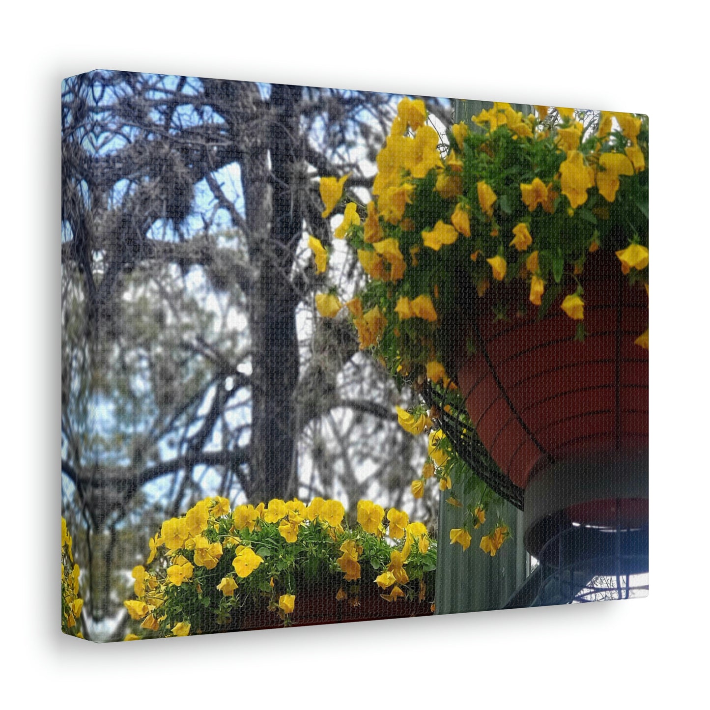 Yellow Pansies Downtown | Wall Art Canvas | High Bloom Collection | Life By Ortavia