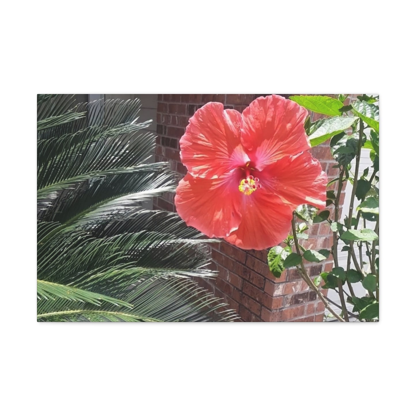 Art Prints & Wall Art, Gallery Canvas with Peach Hibiscus Flower