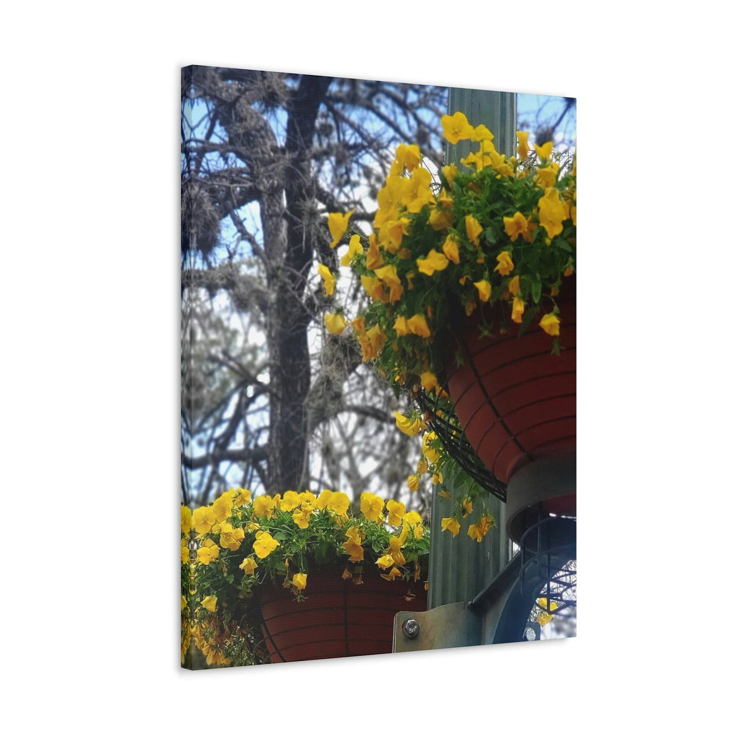 Yellow Pansies Downtown | Wall Art Canvas | High Bloom Collection | Life By Ortavia