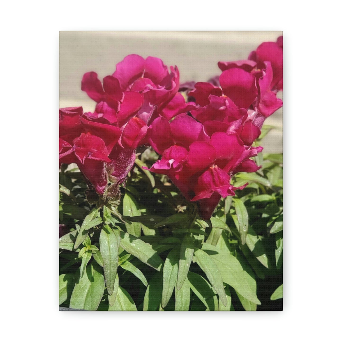 Magenta Snapdragon | Wall Art Canvas | High Bloom Collection | Life By Ortavia