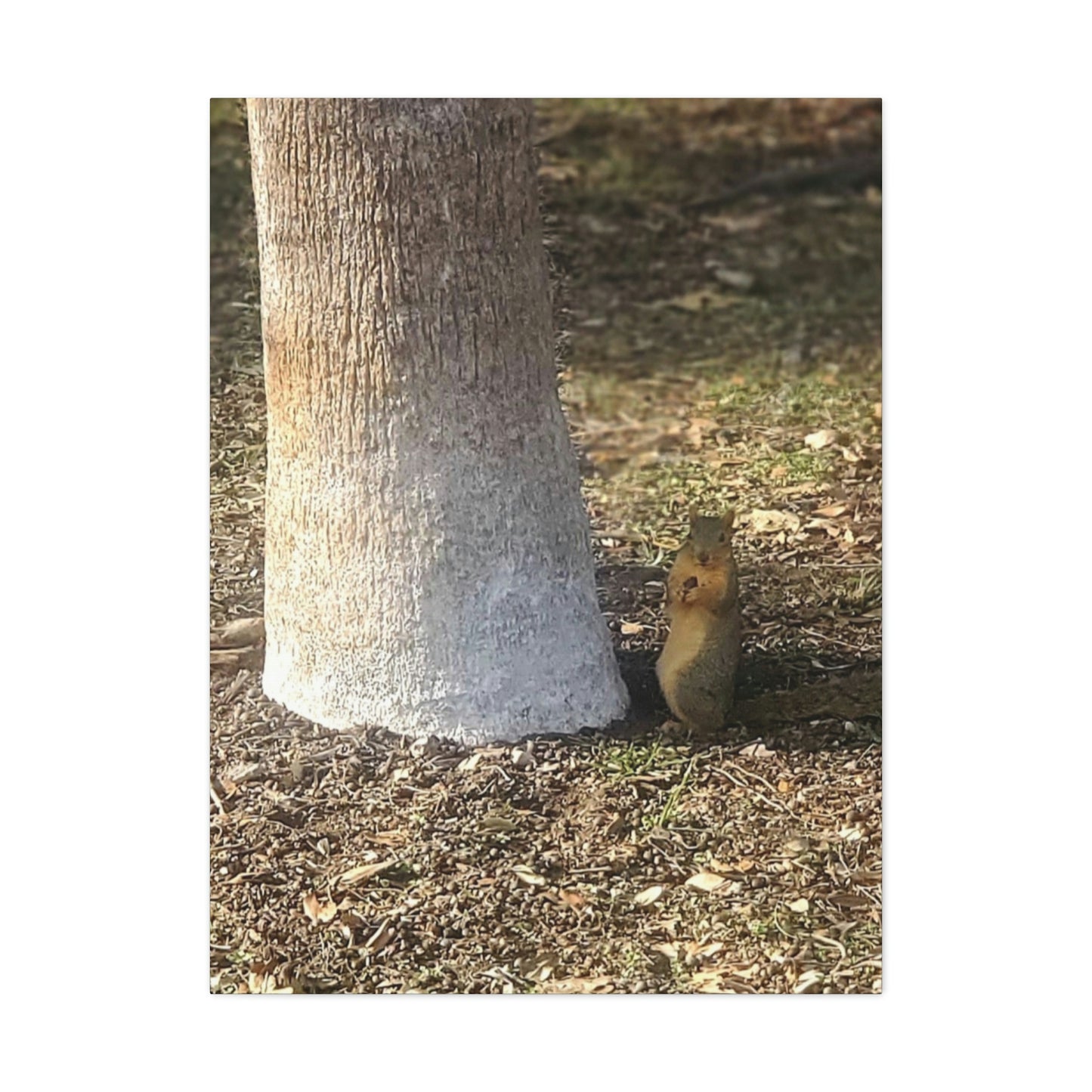 Squirrel and A Nut | Wall Art Print | Urban Geographic Collection | Life By Ortavia