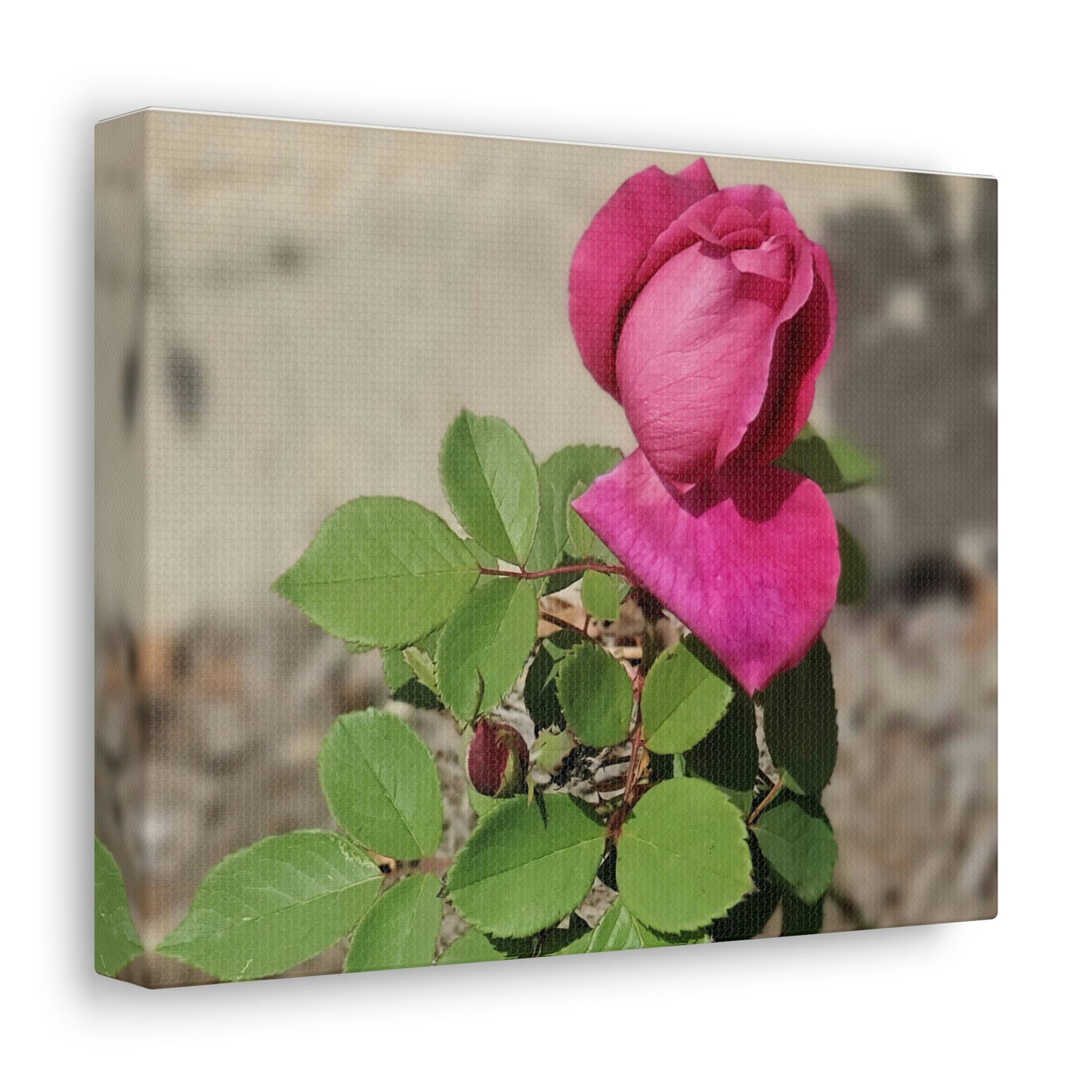 Dear Pink Rosa | High Bloom Collection | Canvas | Life By Ortavia