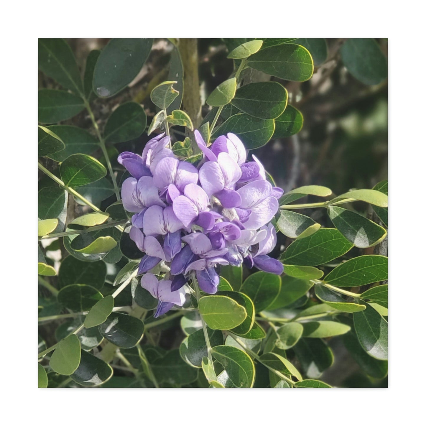 Purple Texas Mountain Laurel | Wall Art Canvas