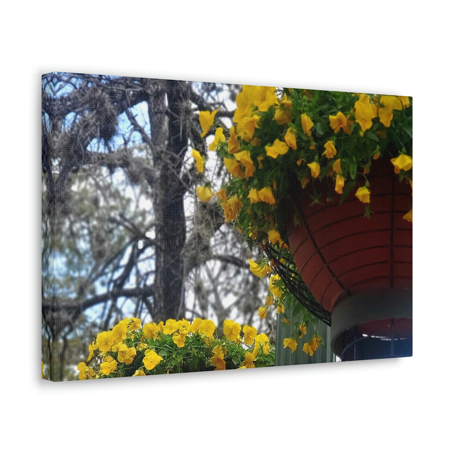 Yellow Pansies Downtown | Wall Art Canvas | High Bloom Collection | Life By Ortavia