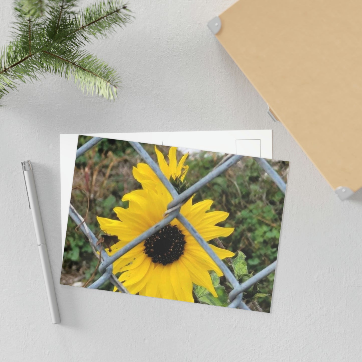 Sunflower Behind A Fence Fine Art Postcards
