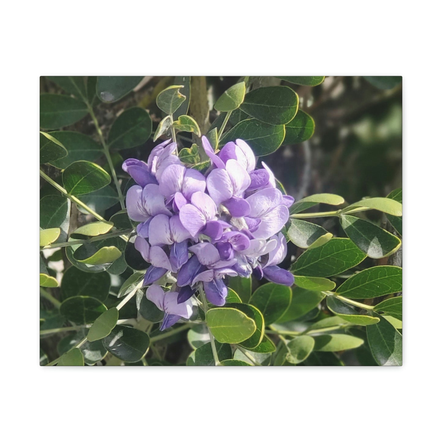 Purple Texas Mountain Laurel | Wall Art Canvas