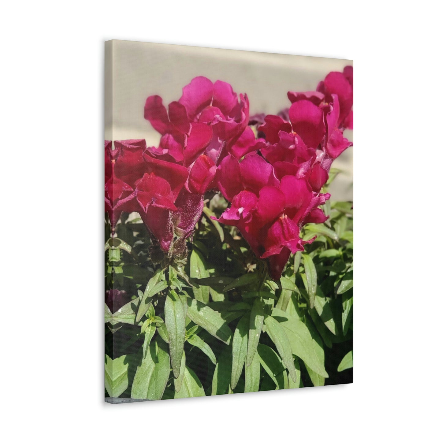 Magenta Snapdragon | Wall Art Canvas | High Bloom Collection | Life By Ortavia