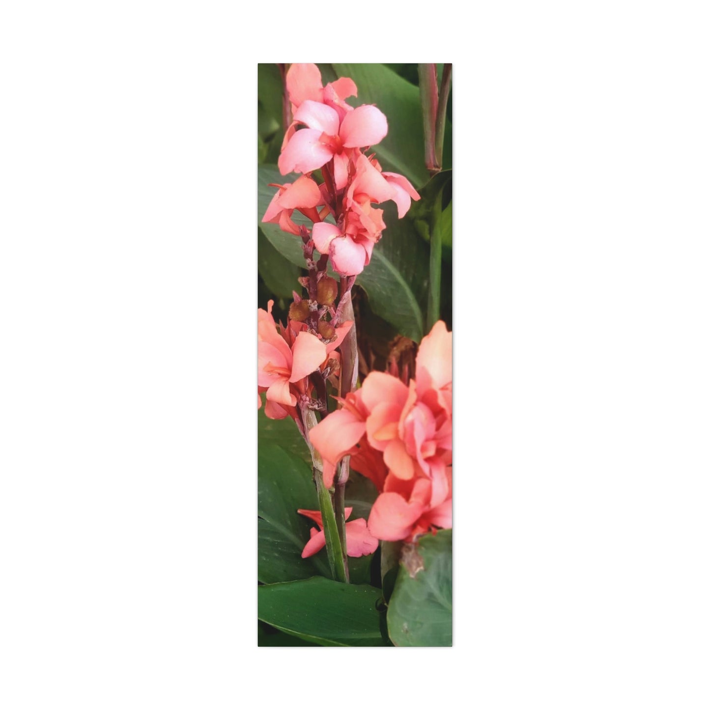 Art Prints & Wall Art, Canvas Gallery with Pink Canna Flower