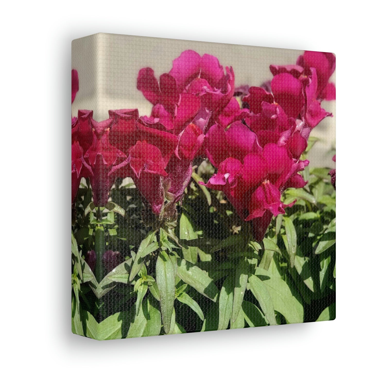 Magenta Snapdragon | Wall Art Canvas | High Bloom Collection | Life By Ortavia