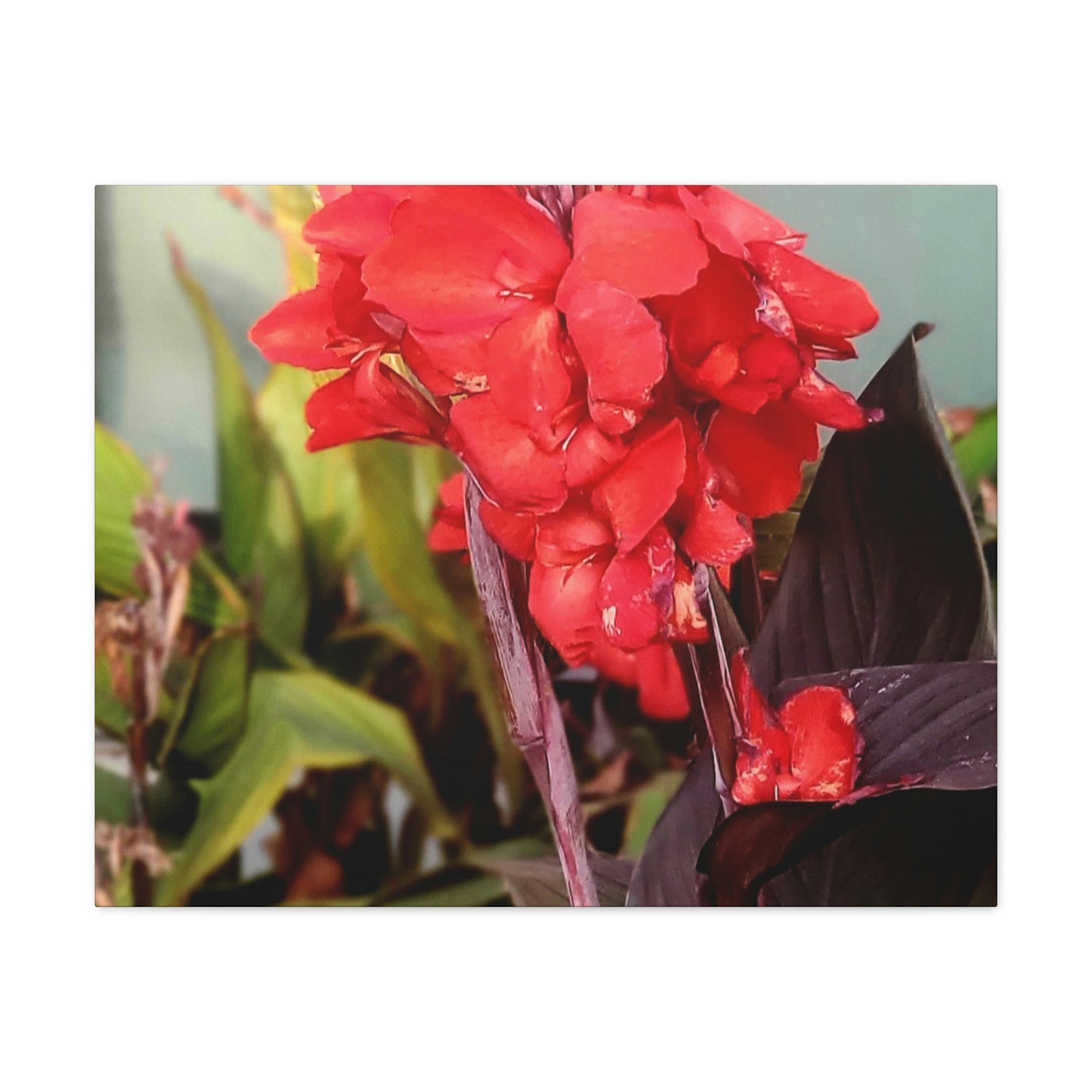 Red Canna | High Bloom Collection | Wall Art Print | Life By Ortavia