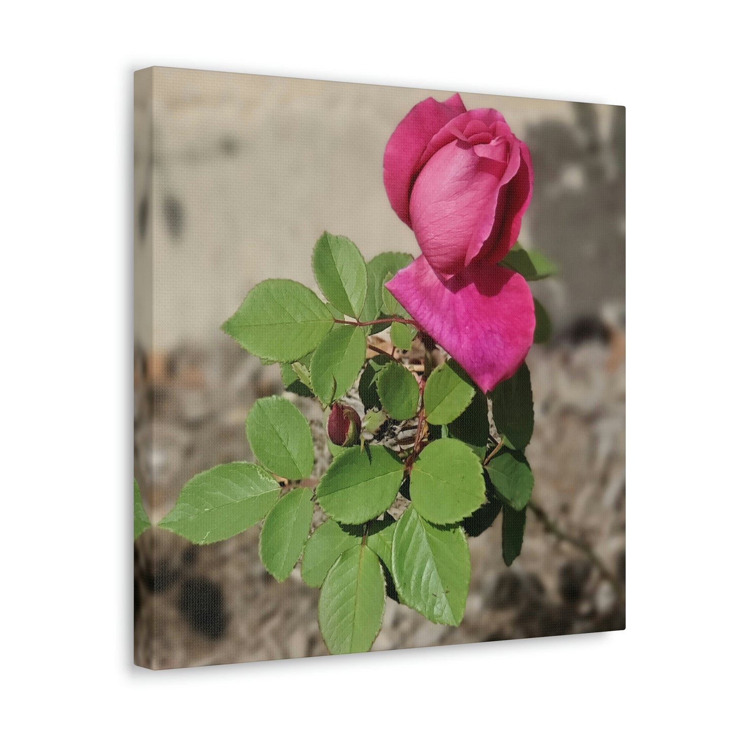Dear Pink Rosa | High Bloom Collection | Canvas | Life By Ortavia