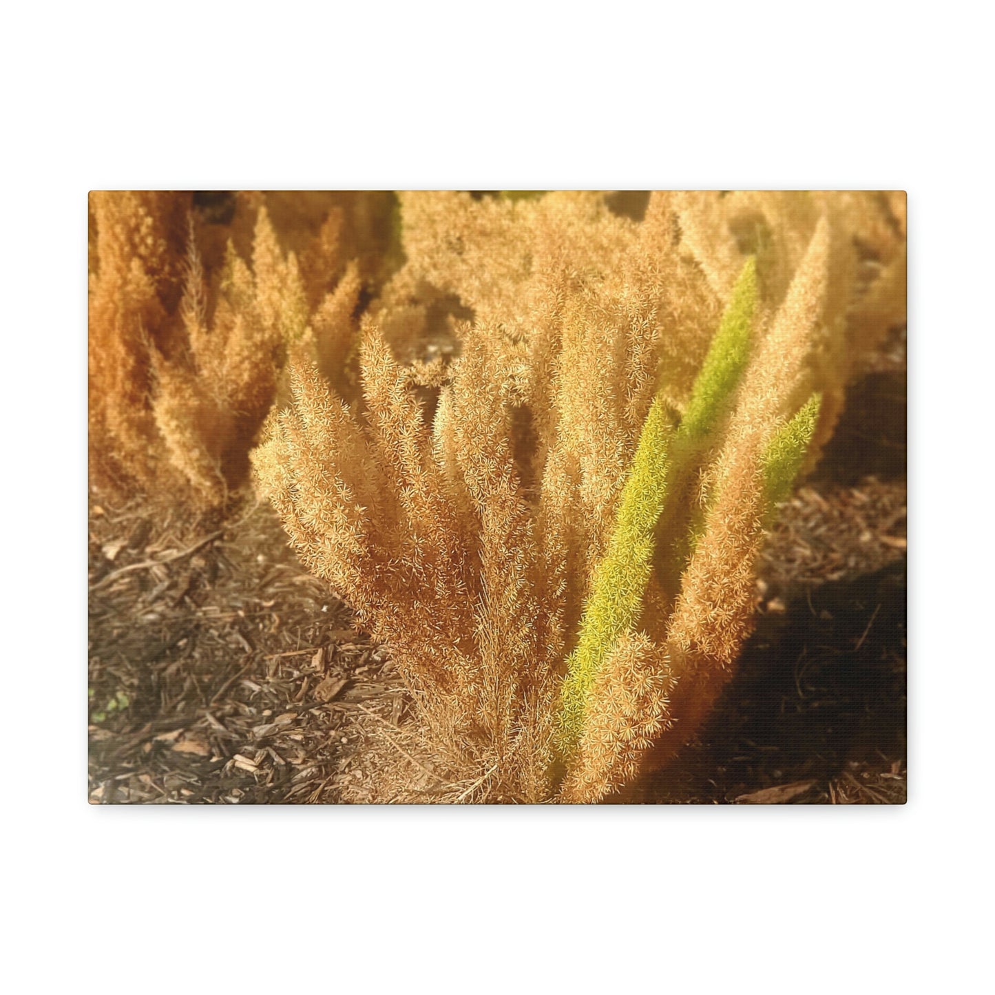 Golden Foxtail Fern | Wall Art Canvas | High Bloom Collection | Life By Ortavia