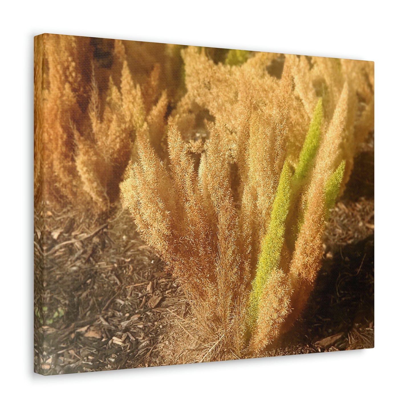 Golden Foxtail Fern | Wall Art Canvas | High Bloom Collection | Life By Ortavia