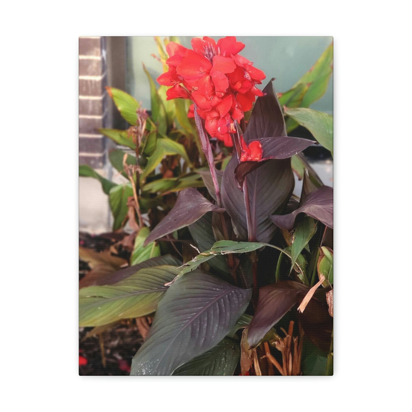 Red Canna | High Bloom Collection | Wall Art Print | Life By Ortavia