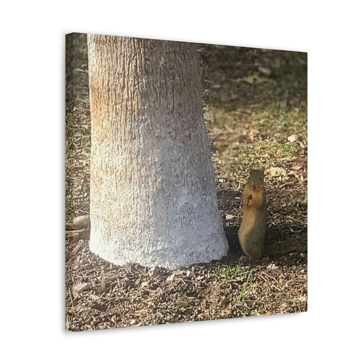 Squirrel and A Nut | Wall Art Print | Urban Geographic Collection | Life By Ortavia