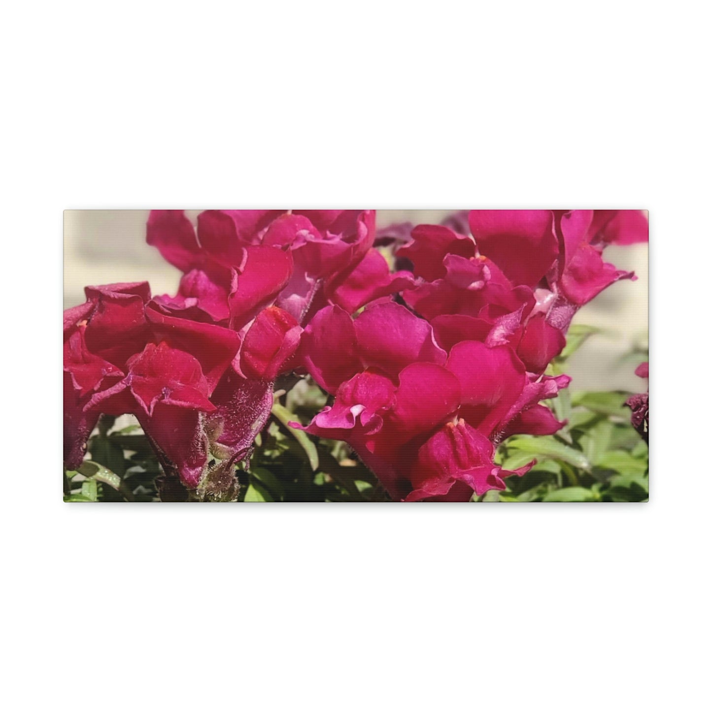 Magenta Snapdragon | Wall Art Canvas | High Bloom Collection | Life By Ortavia