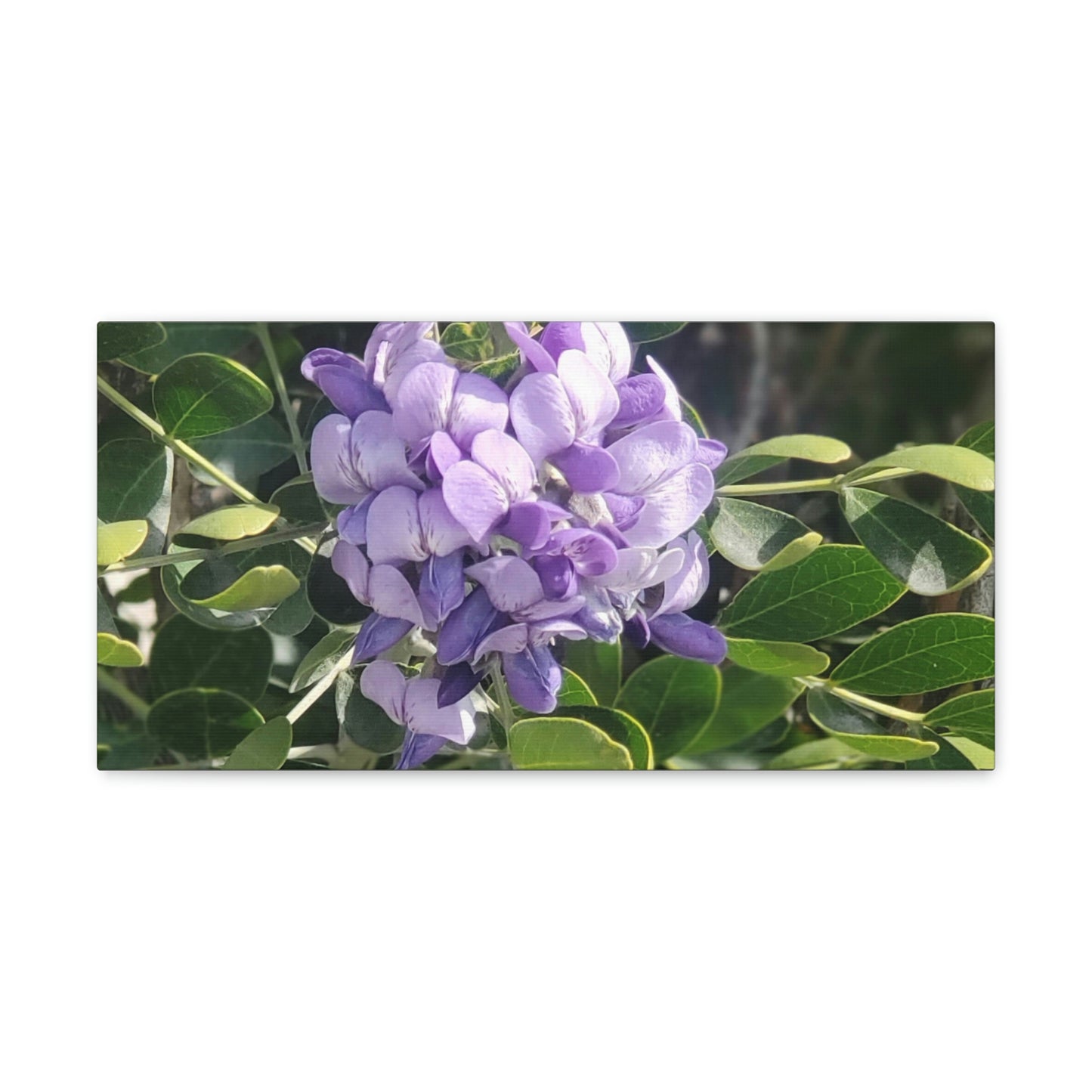 Purple Texas Mountain Laurel | Wall Art Canvas
