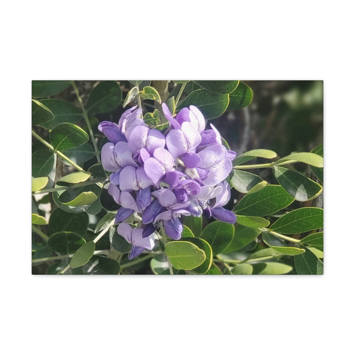 Purple Texas Mountain Laurel | Wall Art Canvas
