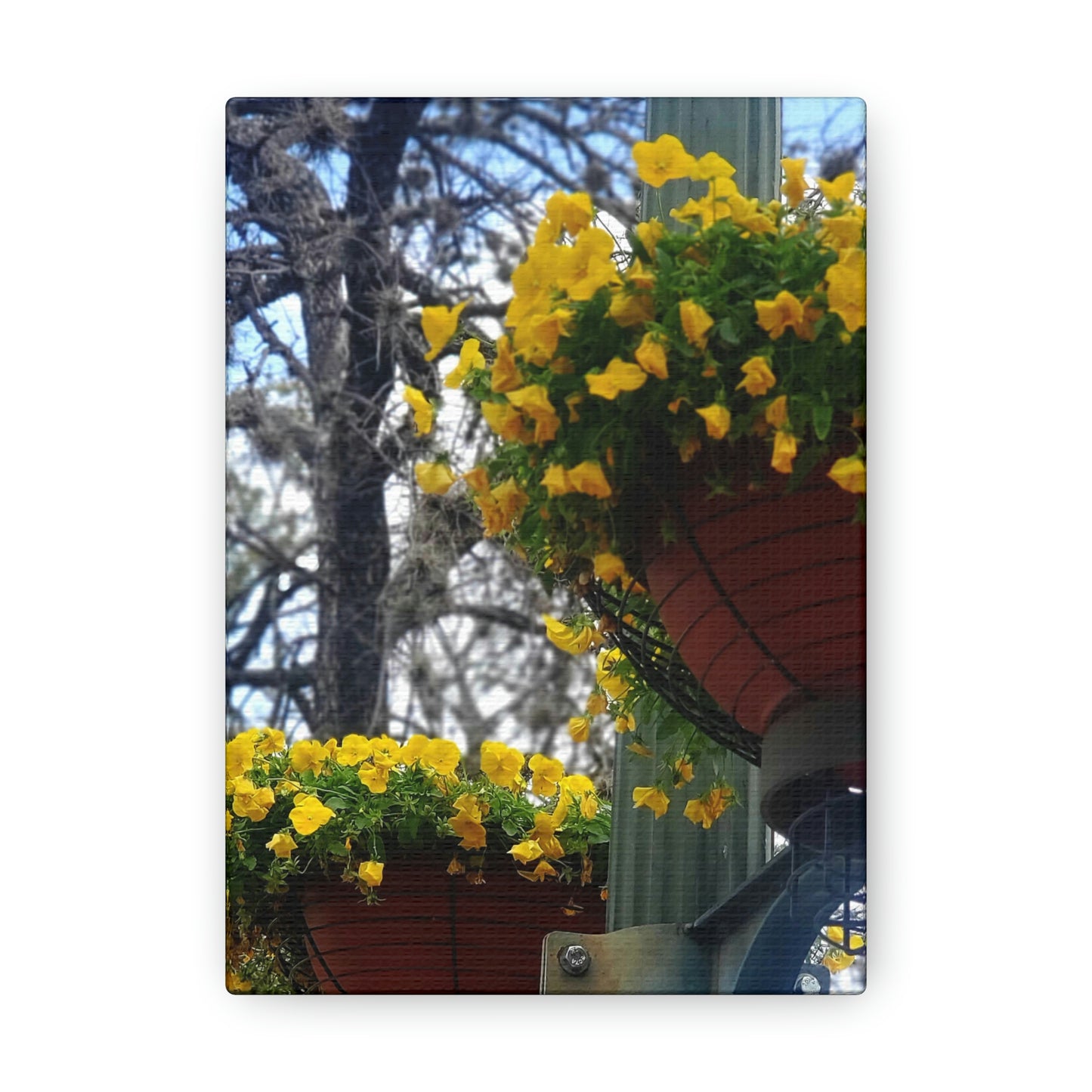 Yellow Pansies Downtown | Wall Art Canvas | High Bloom Collection | Life By Ortavia