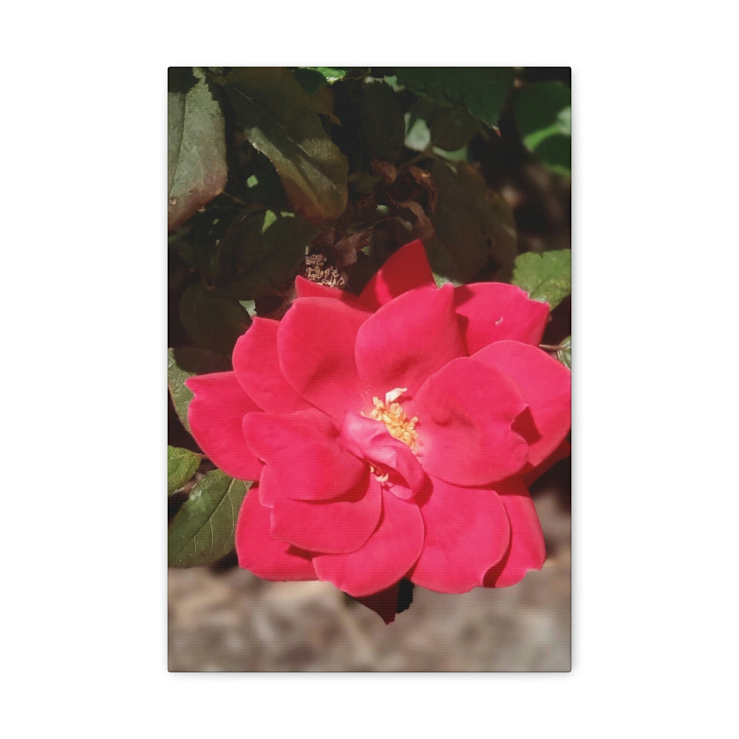 Knockout | Wall Art Print | High Bloom Collection | Life By Ortavia
