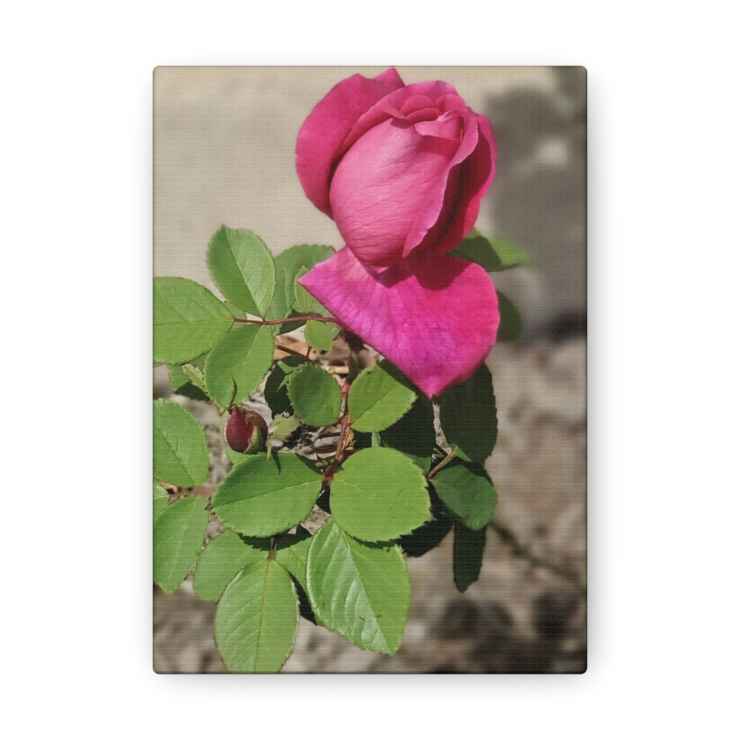 Dear Pink Rosa | High Bloom Collection | Canvas | Life By Ortavia