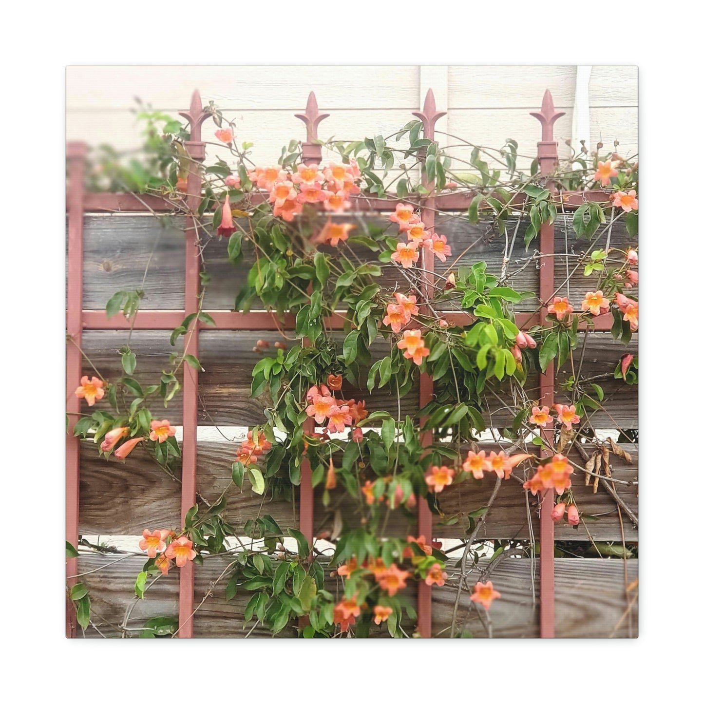 Flowers On A Rugged Fence | Wall Art Canvas | High Bloom Collection | Life By Ortavia