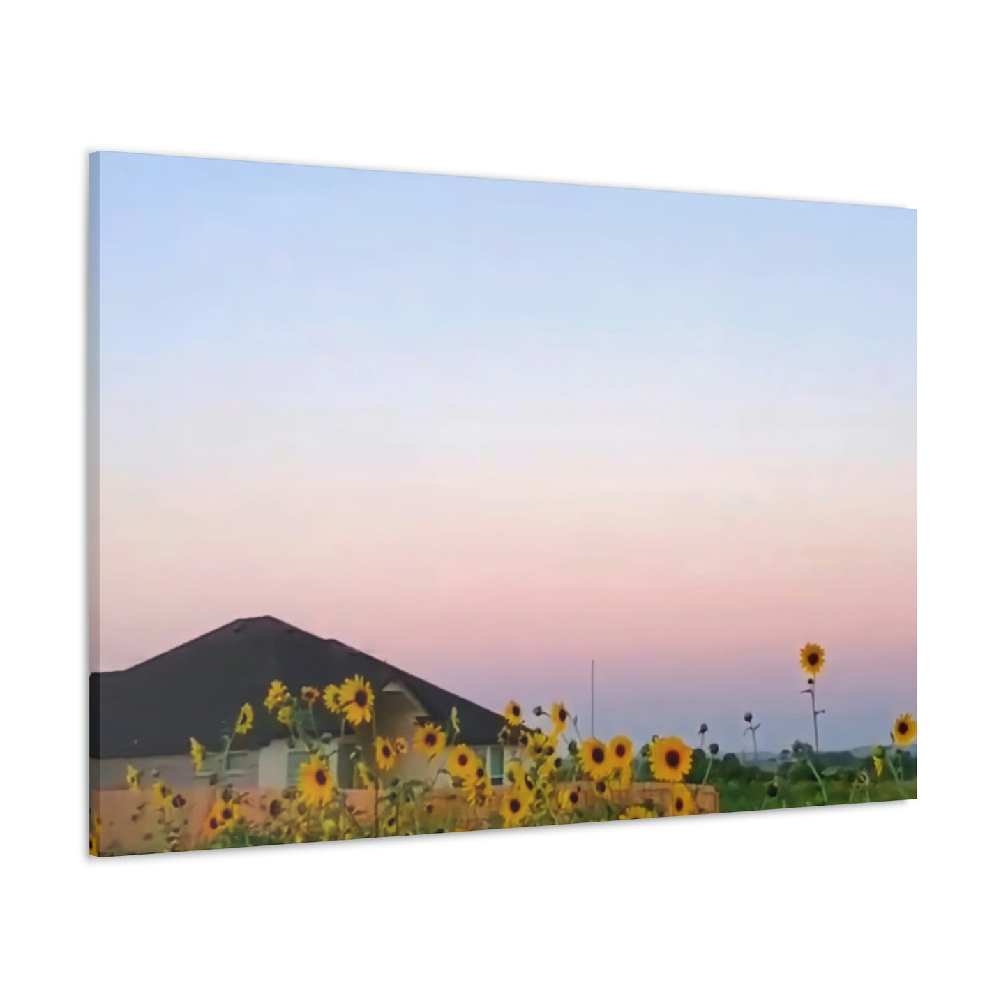 Sunflowers and a Rainbow Sky Canvas Gallery Wraps