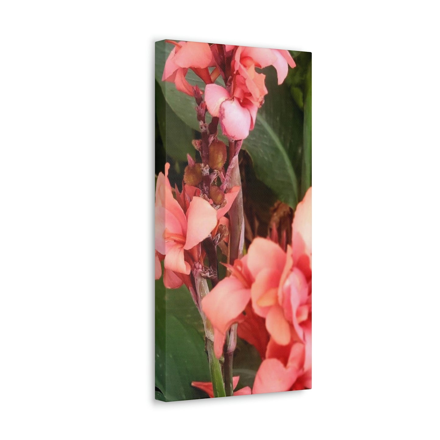 Art Prints & Wall Art, Canvas Gallery with Pink Canna Flower