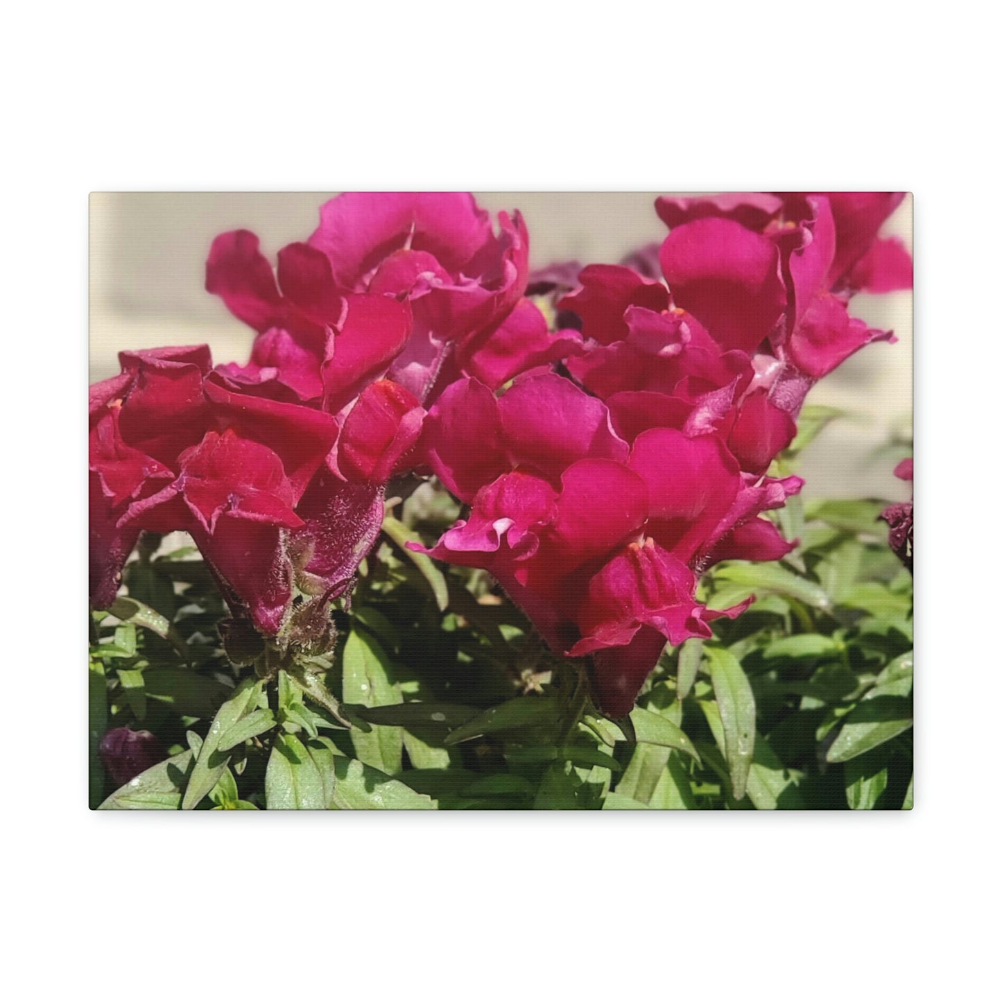 Magenta Snapdragon | Wall Art Canvas | High Bloom Collection | Life By Ortavia