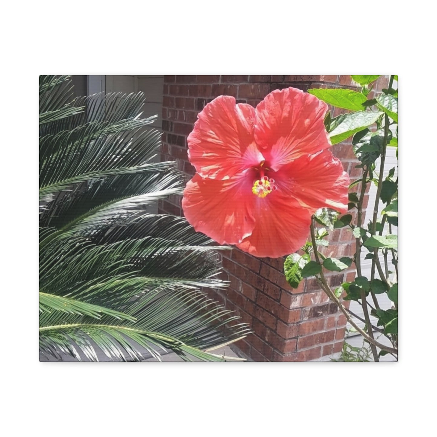 Art Prints & Wall Art, Gallery Canvas with Peach Hibiscus Flower