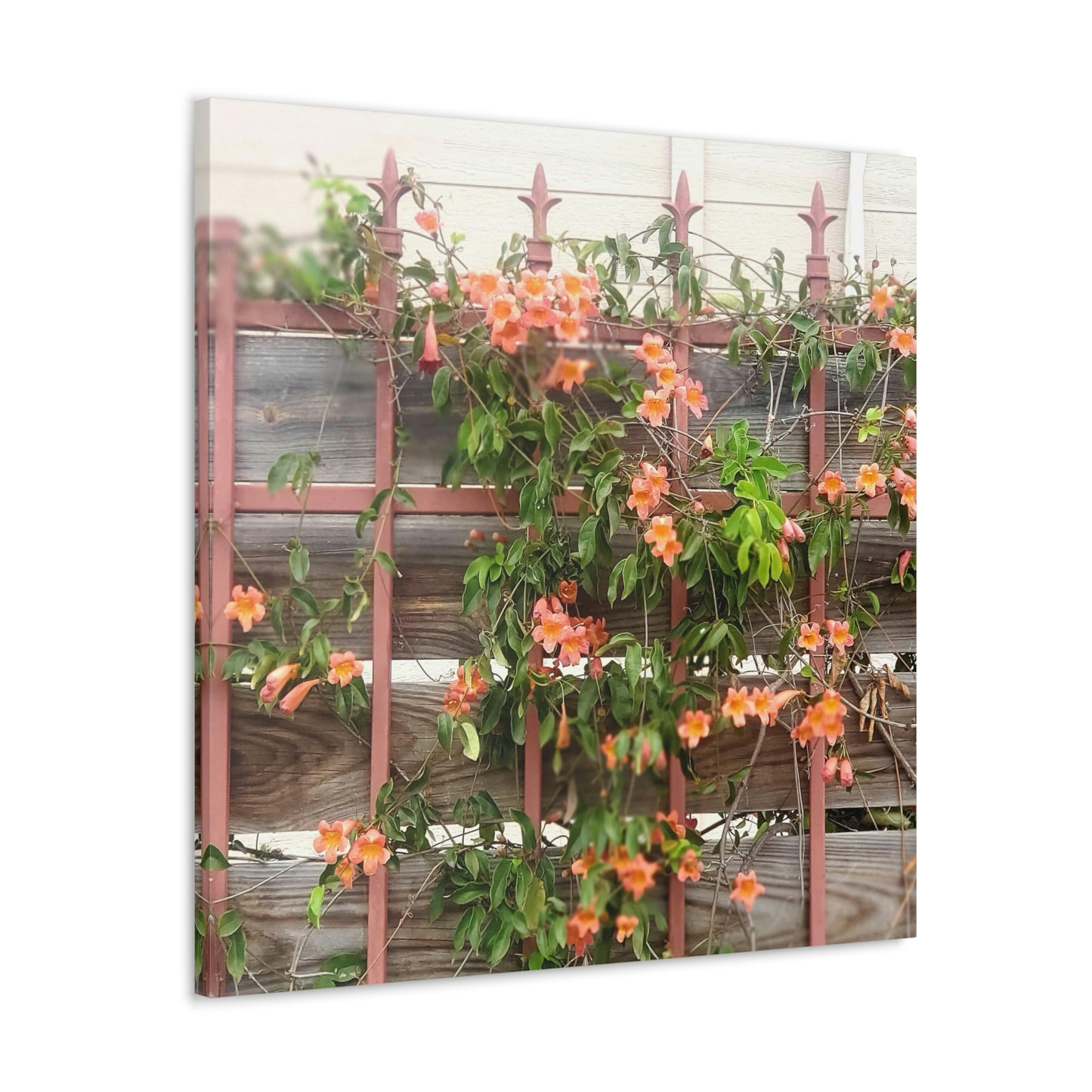 Flowers On A Rugged Fence | Wall Art Canvas | High Bloom Collection | Life By Ortavia
