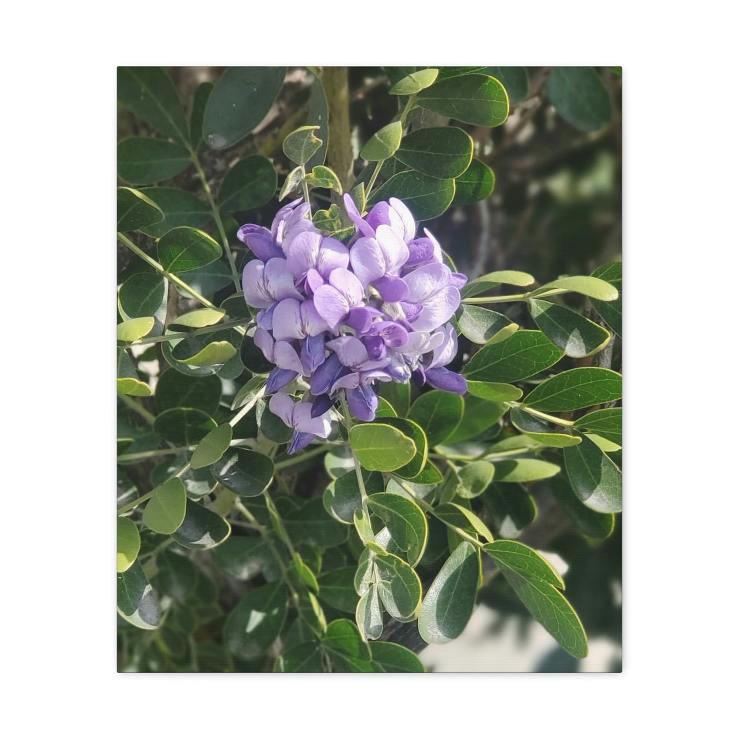 Purple Texas Mountain Laurel | Wall Art Canvas