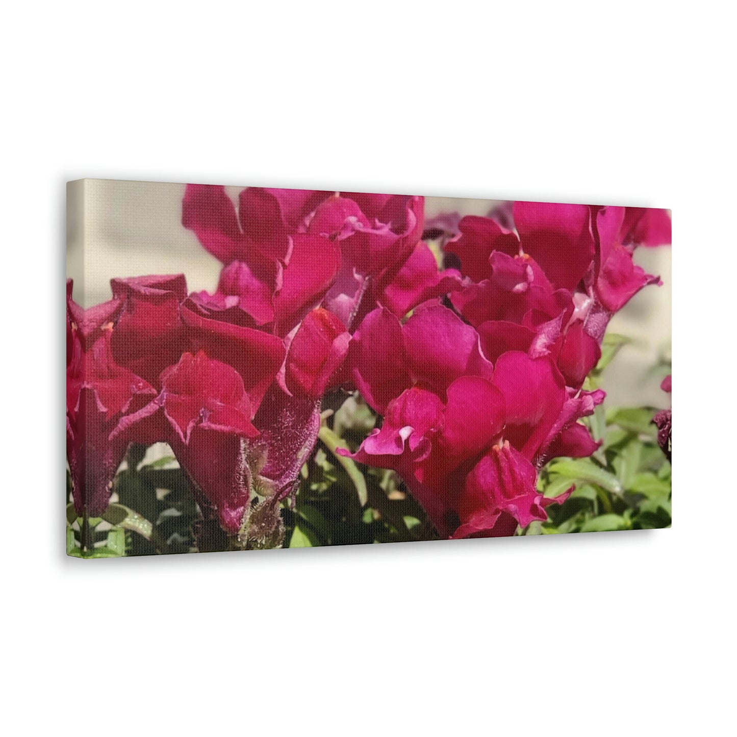Magenta Snapdragon | Wall Art Canvas | High Bloom Collection | Life By Ortavia
