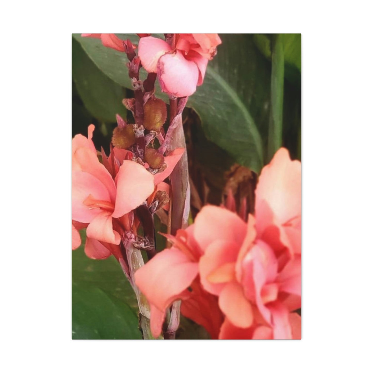 Art Prints & Wall Art, Canvas Gallery with Pink Canna Flower