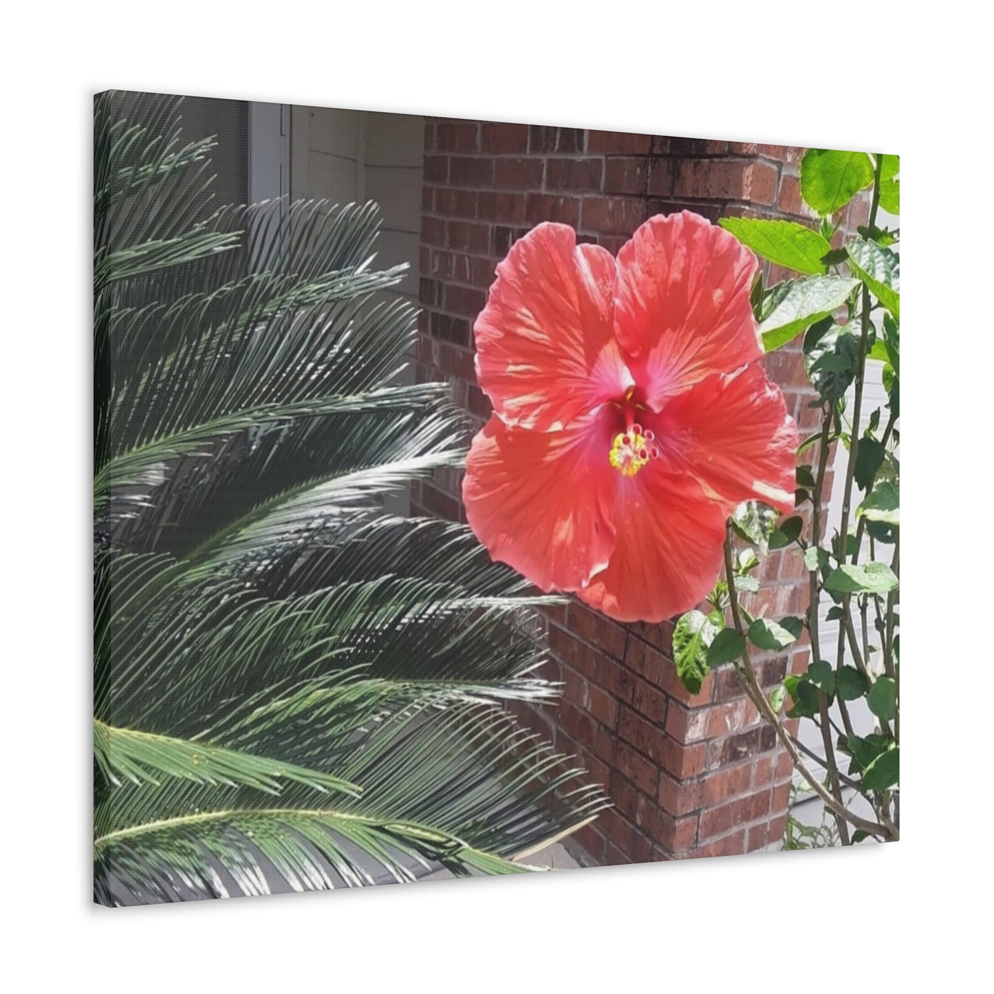 Art Prints & Wall Art, Gallery Canvas with Peach Hibiscus Flower